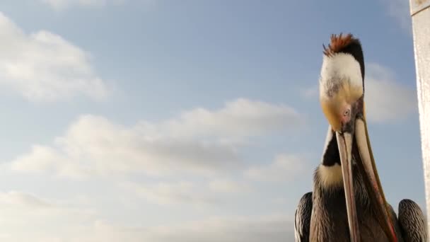 Kaliforniya okyanus plajı, rıhtımdaki vahşi kahverengi pelikan. Kıyıdaki pelecanus, büyük kuş. Büyük gagalı. — Stok video