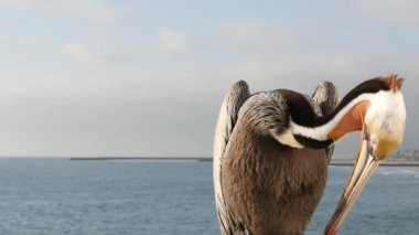 Kaliforniya okyanus plajı, rıhtımdaki vahşi kahverengi pelikan. Kıyıdaki pelecanus, büyük kuş. Büyük gagalı.