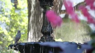 New York Manhattan şehir merkezi Madison Square Park, Amerika Birleşik Devletleri. Çeşme suyunda yıkanan kuşlar. 5. cadde ve Broadway köşesinde yaz yeşilliği, Flatiron bölge yaşamı..