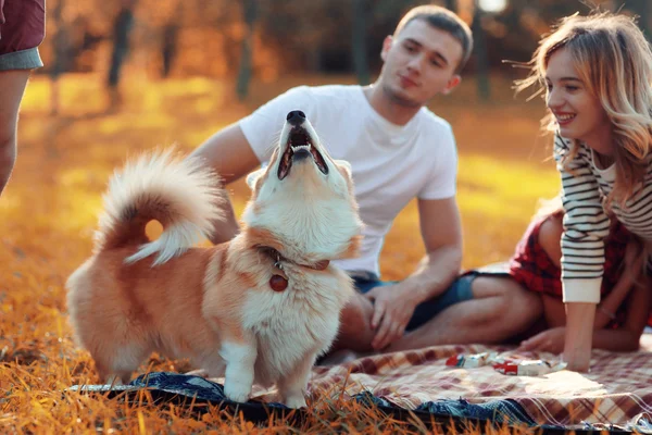 Picnic familiar con un perro — Foto de Stock