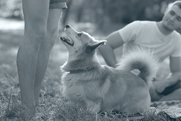 犬と家族のピクニック — ストック写真