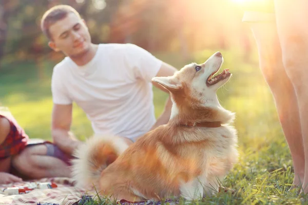 犬と家族のピクニック — ストック写真