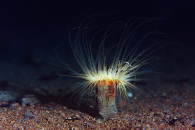 renkli sualtı dünyası