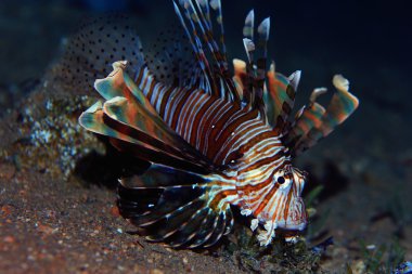 Sualtı Yüzme lionfish 