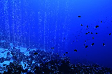 Mercan balıklar su altında