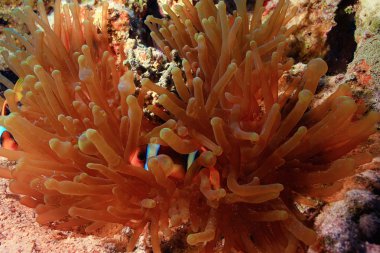 palyaço balık Resifi'nde Yüzme