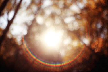 Güzel güneş ışınları üzerinde sonbahar yaprakları