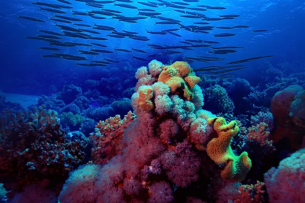 Барвисті підводний світ — стокове фото