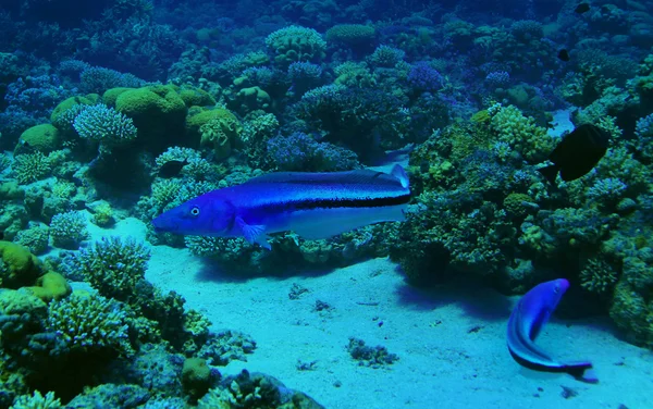 Schöne Korallenfische unter Wasser — Stockfoto
