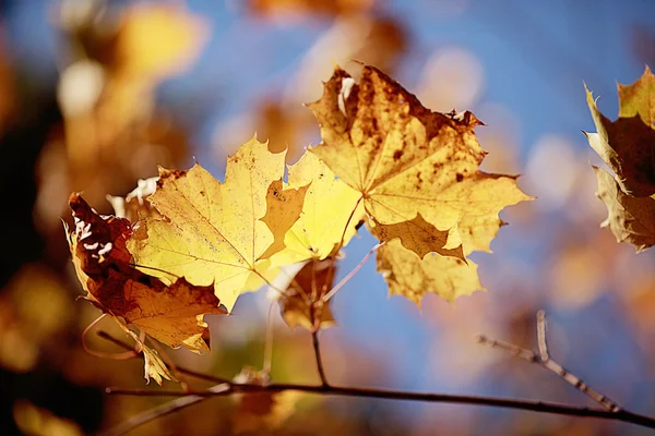 Foglie di acero giallo — Foto Stock