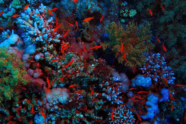 多彩的海底世界 — 图库照片