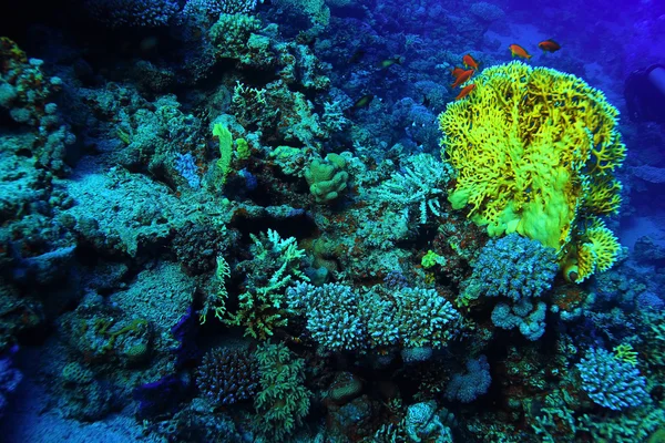 Kleurrijke onderwaterwereld — Stockfoto