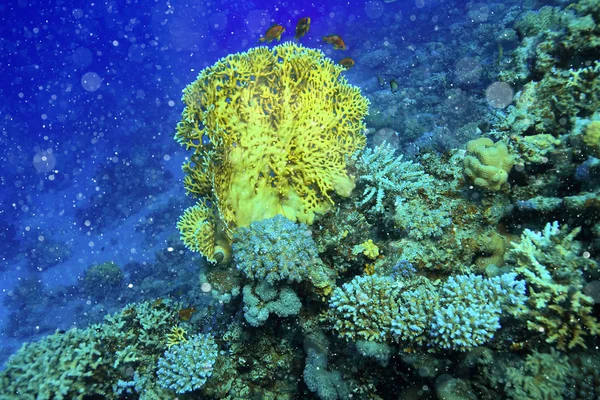 Підводні коралові риб — стокове фото