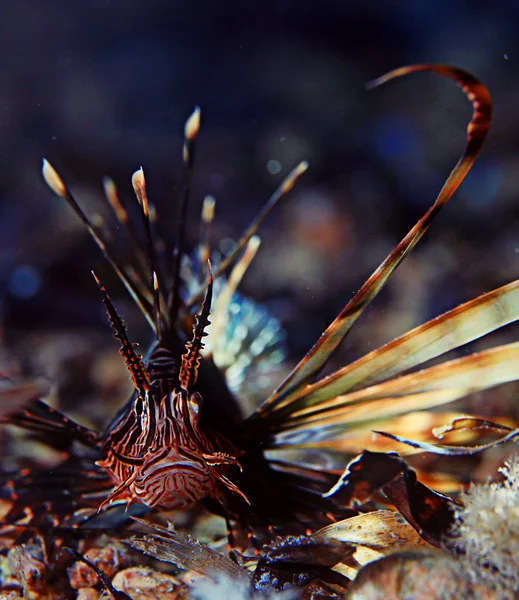 Lionfish natação subaquática — Fotografia de Stock