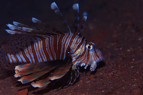 Lionfish natação subaquática — Fotografia de Stock