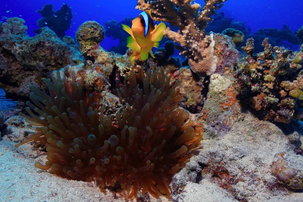 Pesce pagliaccio che nuota nella barriera corallina — Foto Stock