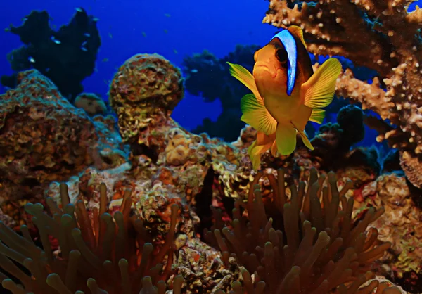 Pesce pagliaccio che nuota nella barriera corallina — Foto Stock