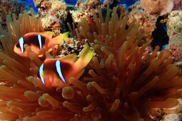 Clown fish swimming in reef — Stock Photo, Image