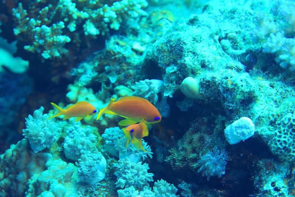 Korallenfische unter Wasser — Stockfoto