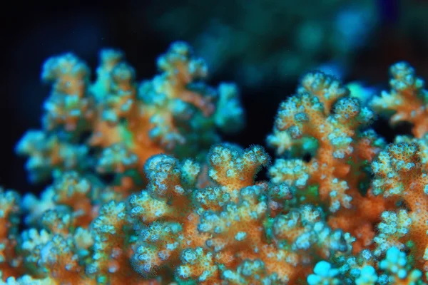 Kleurrijke onderwaterwereld — Stockfoto