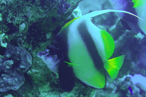 Korallenfische unter Wasser — Stockfoto