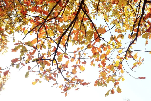 Outono folhas amarelas em árvores — Fotografia de Stock