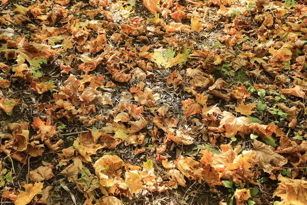 Golden fallen leaves — Stock Photo, Image