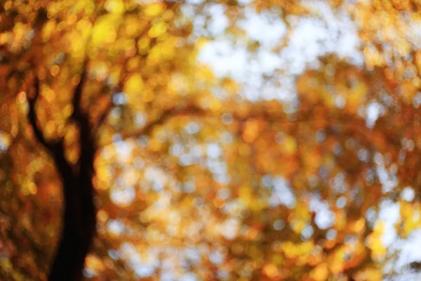 Outono folhas amarelas em árvores — Fotografia de Stock