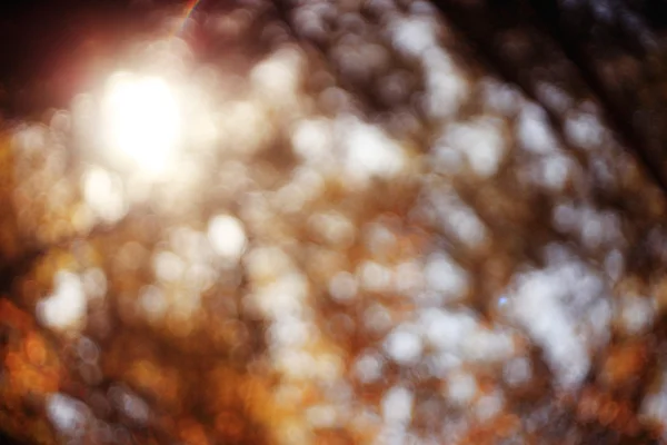 美丽的太阳耀斑对秋叶 — 图库照片