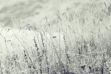Hoarfrost ormanında kış