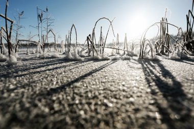 Çim ile beyaz in Rime'ı kapalı