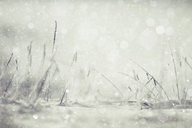 Ormandaki karlı kış