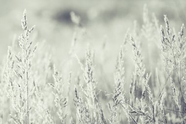 Çim ile beyaz in Rime'ı kapalı