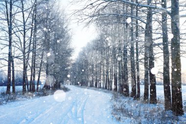 Ormanda karlı kış