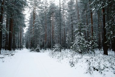 Ormanda karlı kış