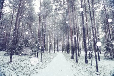 karlı bir ormanda kış yol