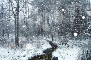 Ormanın içinde donmuş creek