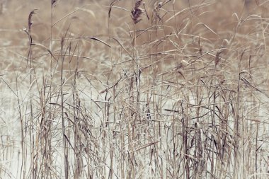 Kar taneleri ile Kuru ot