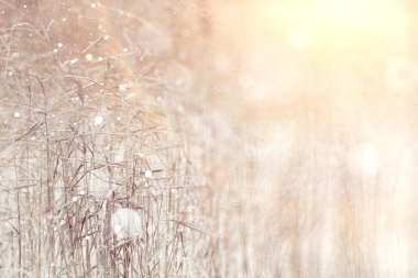 Kar taneleri ile Kuru ot