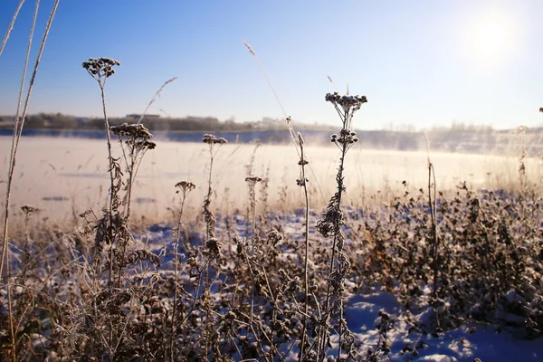 Inizio primavera in campo — Foto Stock