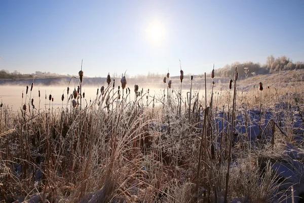 Vinter skog i rimfrosten — Stockfoto