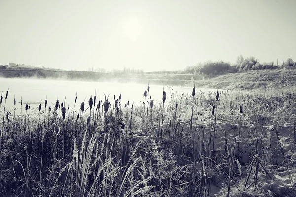 Trockenes Gras bedeckt Frost, monochrome Landschaft — Stockfoto