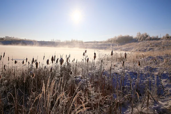 Gräset täckt med vit rimfrost — Stockfoto