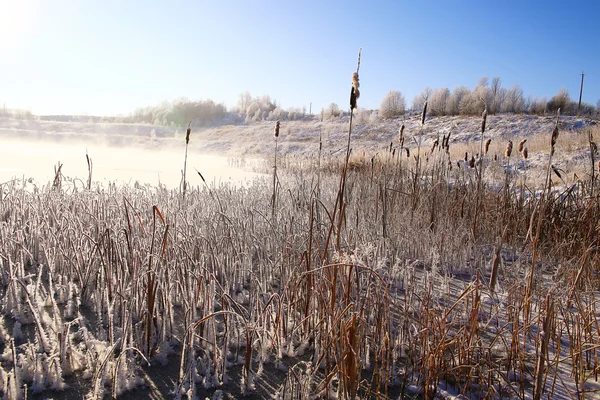 Winter field landscape — Stock Photo, Image