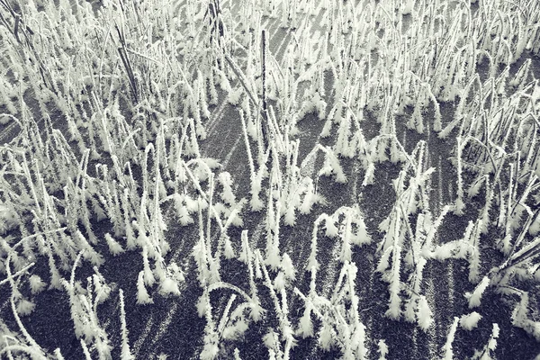 Gras bedekt met witte rime — Stockfoto