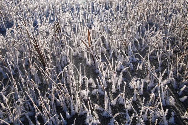 Hierba seca cubierta de heladas, paisaje monocromo — Foto de Stock