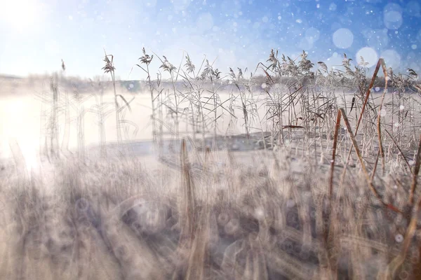 Gräset täckt med vit rimfrost — Stockfoto