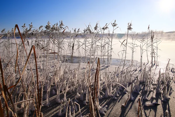 Hiver enneigé en forêt — Photo