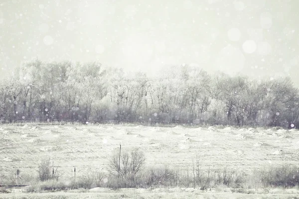 Inverno nevado na floresta — Fotografia de Stock