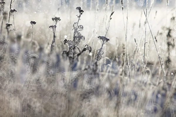 Grass covered with white rime — Stock Photo, Image